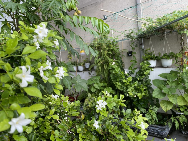 Về qu&ecirc; ăn tết l&agrave;m sao tưới c&acirc;y? C&aacute;ch xử l&yacute; nhanh gọn - Ảnh 4.