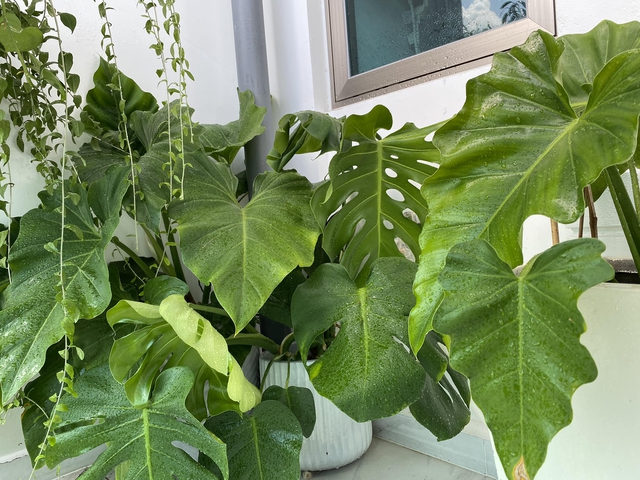 Về qu&ecirc; ăn tết l&agrave;m sao tưới c&acirc;y? C&aacute;ch xử l&yacute; nhanh gọn - Ảnh 8.