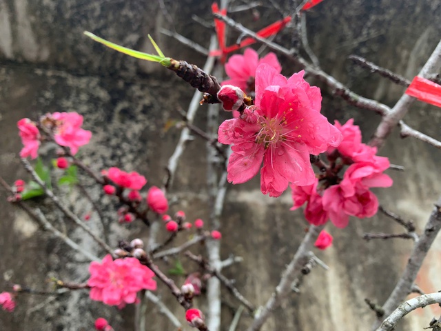 Đ&agrave;o cổ Y&ecirc;n B&aacute;i về H&agrave; Nội, hoa to như mặt ch&eacute;n, kh&aacute;ch 'rần rần chốt đơn' - Ảnh 3.