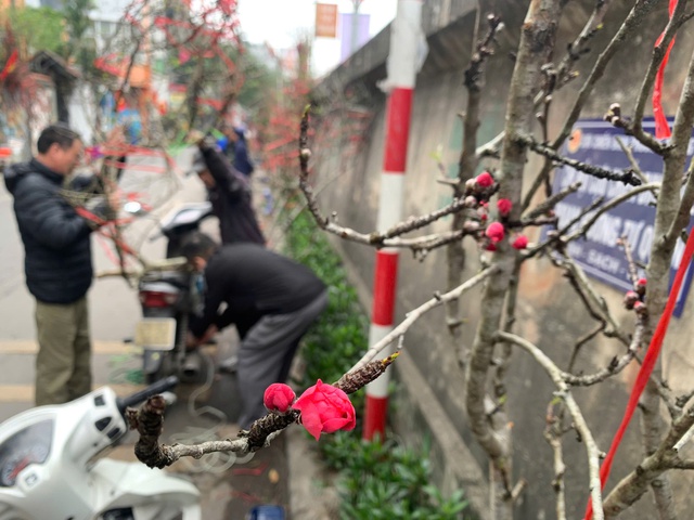 Đ&agrave;o cổ Y&ecirc;n B&aacute;i về H&agrave; Nội, hoa to như mặt ch&eacute;n, kh&aacute;ch 'rần rần chốt đơn' - Ảnh 5.