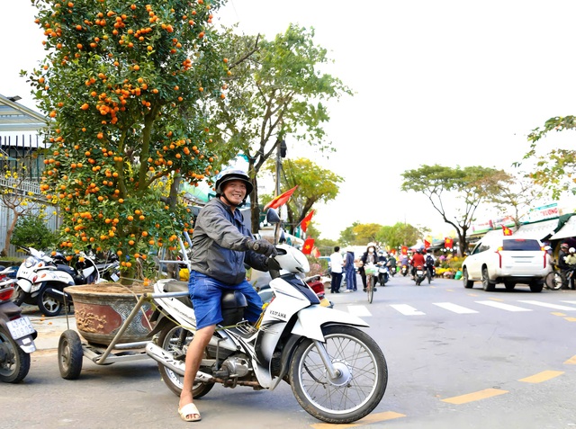 Nghề chở quất mai ở Đ&agrave; Nẵng: Kiếm tiền triệu cận tết - Ảnh 2.