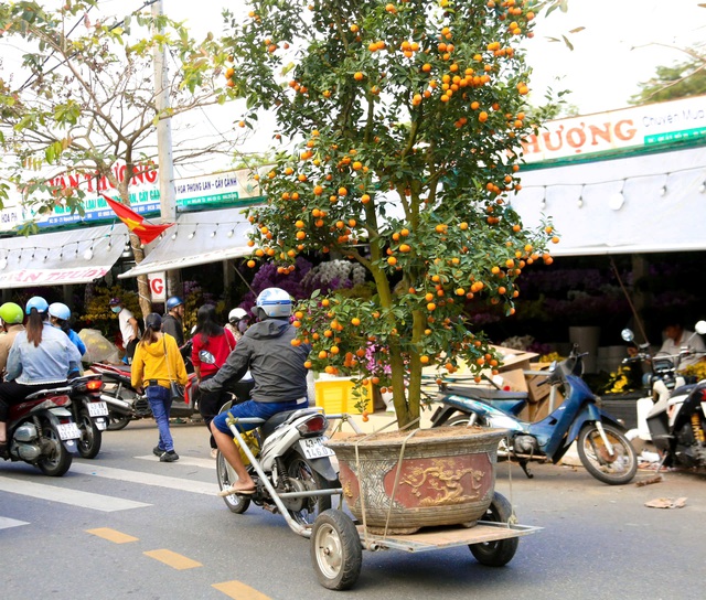 Nghề chở quất mai ở Đ&agrave; Nẵng: Kiếm tiền triệu cận tết - Ảnh 4.