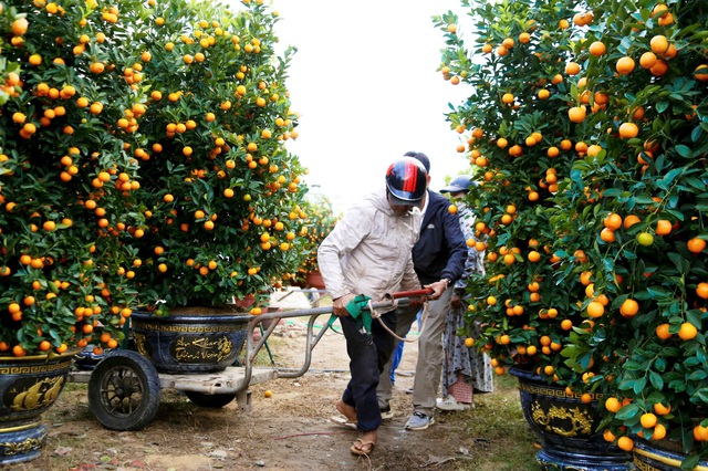 Nghề chở quất mai ở Đ&agrave; Nẵng: Kiếm tiền triệu cận tết - Ảnh 1.