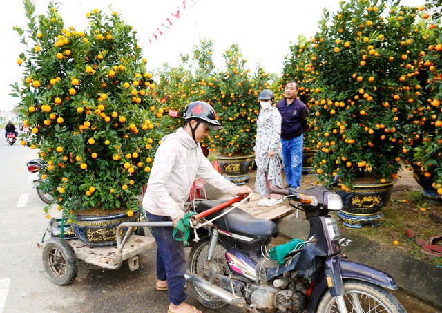 Nghề chở quất mai ở Đ&agrave; Nẵng: Kiếm tiền triệu cận tết - Ảnh 6.