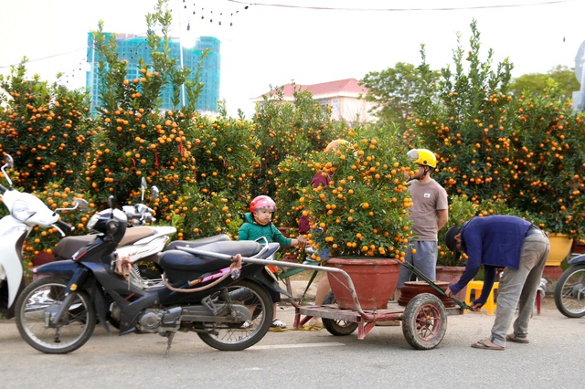 Nghề chở quất mai ở Đ&agrave; Nẵng: Kiếm tiền triệu cận tết - Ảnh 5.