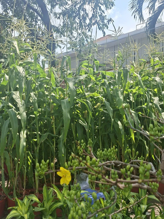 Độc đáo trào lưu chưng tết cây bắp: Vì sao hút khách? - Ảnh 1. Độc đáo trào lưu chưng tết cây bắp: Vì sao hút khách? - Ảnh 1.