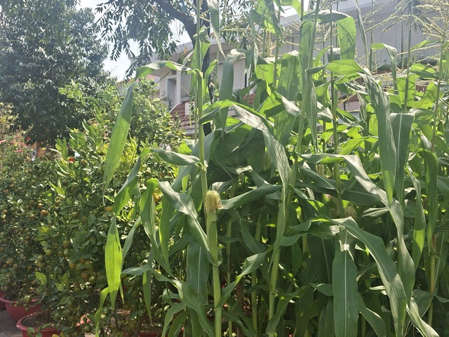 Độc đáo trào lưu chưng tết cây bắp: Vì sao hút khách? - Ảnh 2. Độc đáo trào lưu chưng tết cây bắp: Vì sao hút khách? - Ảnh 2.