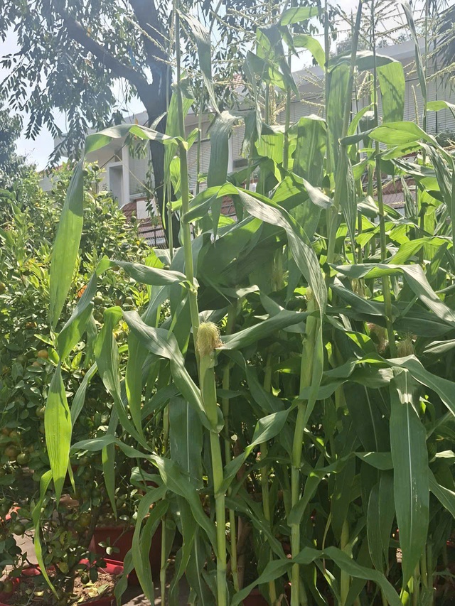 Độc đáo trào lưu chưng tết cây bắp: Vì sao hút khách? - Ảnh 6. Độc đáo trào lưu chưng tết cây bắp: Vì sao hút khách? - Ảnh 6.