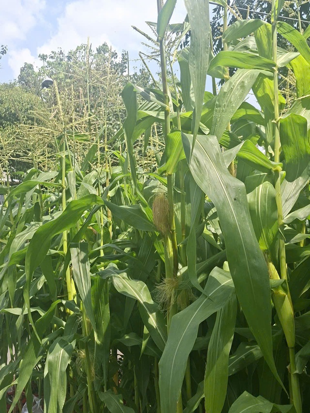 Độc đáo trào lưu chưng tết cây bắp: Vì sao hút khách? - Ảnh 5. Độc đáo trào lưu chưng tết cây bắp: Vì sao hút khách? - Ảnh 5.