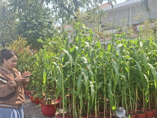 Độc đáo trào lưu chưng tết cây bắp: Vì sao hút khách? - Ảnh 4. Độc đáo trào lưu chưng tết cây bắp: Vì sao hút khách? - Ảnh 4.