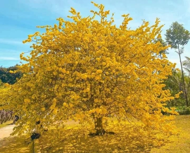 C&acirc;y mai kh&ocirc;ng ra hoa 2 năm như phải 'chịu tang &ocirc;ng chủ'- Ảnh 2.