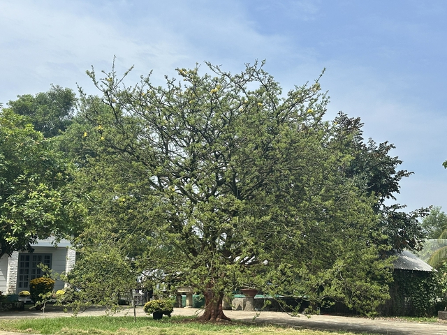 C&acirc;y mai kh&ocirc;ng ra hoa 2 năm như phải 'chịu tang &ocirc;ng chủ'- Ảnh 4.