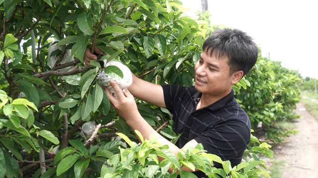 M&atilde;ng cầu - 'n&ocirc;ng sản hạng sang' v&agrave; m&ugrave;a tết hốt bạc dưới ch&acirc;n n&uacute;i B&agrave; Đen- Ảnh 1.