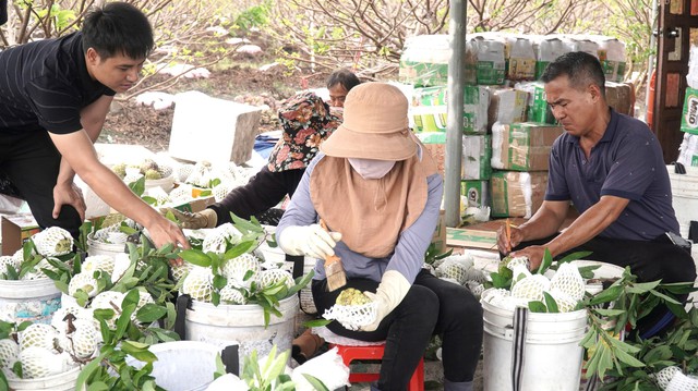 M&atilde;ng cầu - 'n&ocirc;ng sản hạng sang' v&agrave; m&ugrave;a tết hốt bạc dưới ch&acirc;n n&uacute;i B&agrave; Đen- Ảnh 4.