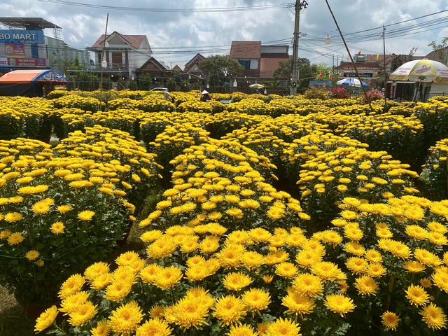 Chợ hoa ng&agrave;y 28 tết: nơi tấp nập người mua, chỗ đ&igrave;u hiu ng&oacute;ng kh&aacute;ch- Ảnh 2.