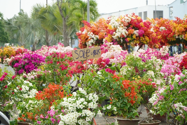 Người b&aacute;n hoa ở Cần Thơ: &ldquo;Treo biển giảm gi&aacute; đau l&ograve;ng lắm&rdquo;- Ảnh 4.