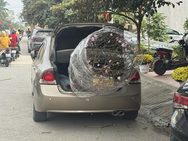 Buộc, chở mai, đ&agrave;o tr&ecirc;n &ocirc; t&ocirc;: Mức phạt l&ecirc;n tới 26 triệu đồng- Ảnh 1.