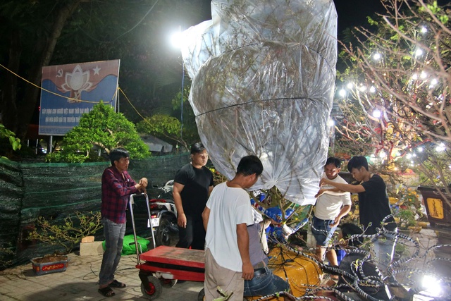 Chợ hoa tết Long Xuyên thức trắng: Đại gia săn mai 'khủng', nhà vườn tranh thủ livetream - Ảnh 1.