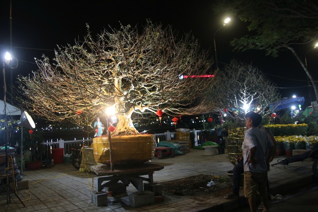 Chợ hoa tết Long Xuyên thức trắng: Đại gia săn mai 'khủng', nhà vườn tranh thủ livetream - Ảnh 2.