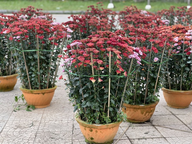 Chợ hoa ở Huế ng&agrave;y 29 tết: 'Mừng qu&aacute;, vừa hết để kịp về đ&oacute;n giao thừa'- Ảnh 5.