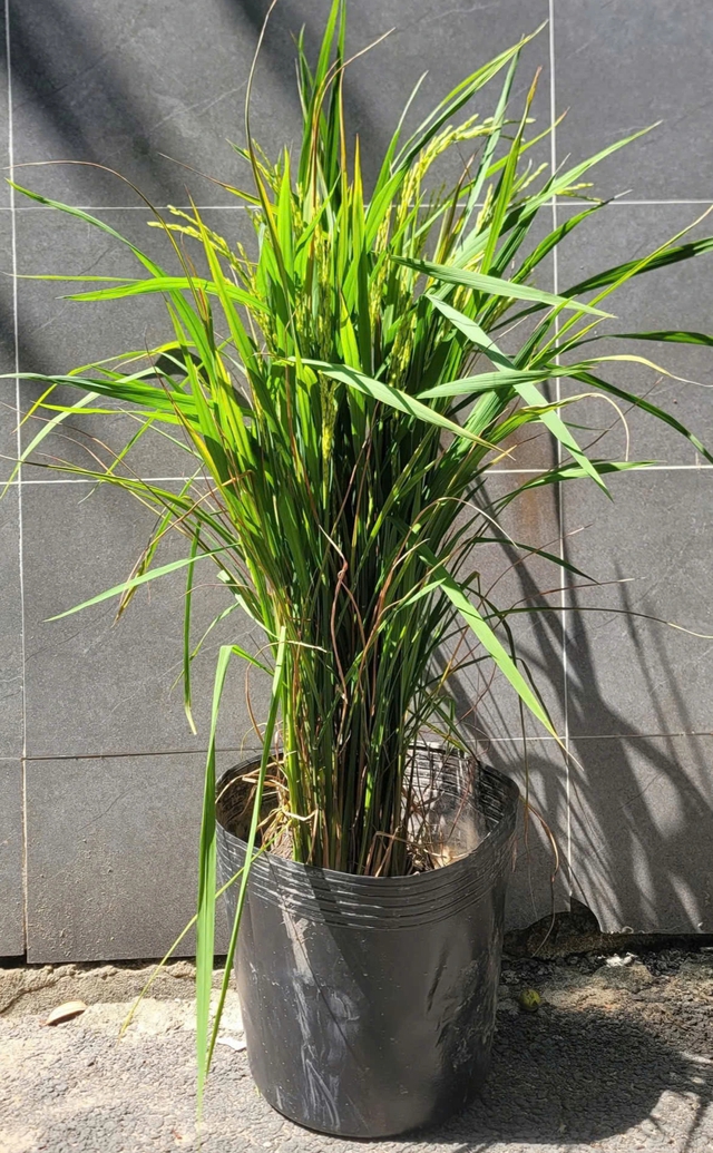 Vì sao nhiều người chưng chậu lúa dịp tết, có ý nghĩa gì?- Ảnh 3. Vì sao nhiều người chưng chậu lúa dịp tết, có ý nghĩa gì?- Ảnh 3.