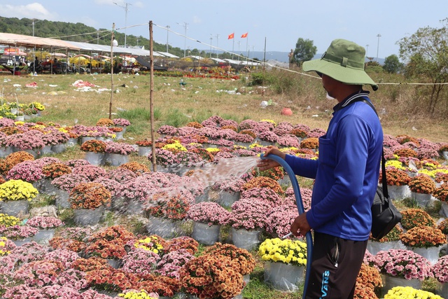 Mai nở sớm, nh&agrave; vườn buồn b&atilde; chờ xe đến chợ hoa tết Ph&uacute; Quốc chở về  - Ảnh 3.