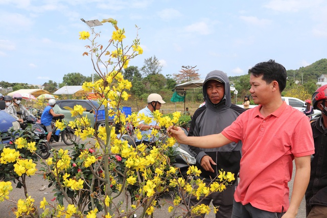 Mai nở sớm, nh&agrave; vườn buồn b&atilde; chờ xe đến chợ hoa tết Ph&uacute; Quốc chở về  - Ảnh 4.