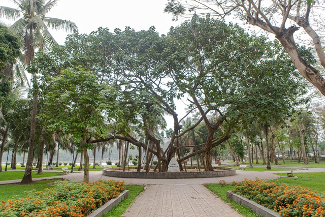 Đề xuất di dời và chặt hạ cây xanh tại Hà Nội giai đoạn 2026 - 2030 - Ảnh 1. Đề xuất di dời và chặt hạ cây xanh tại Hà Nội giai đoạn 2026 - 2030 - Ảnh 1.