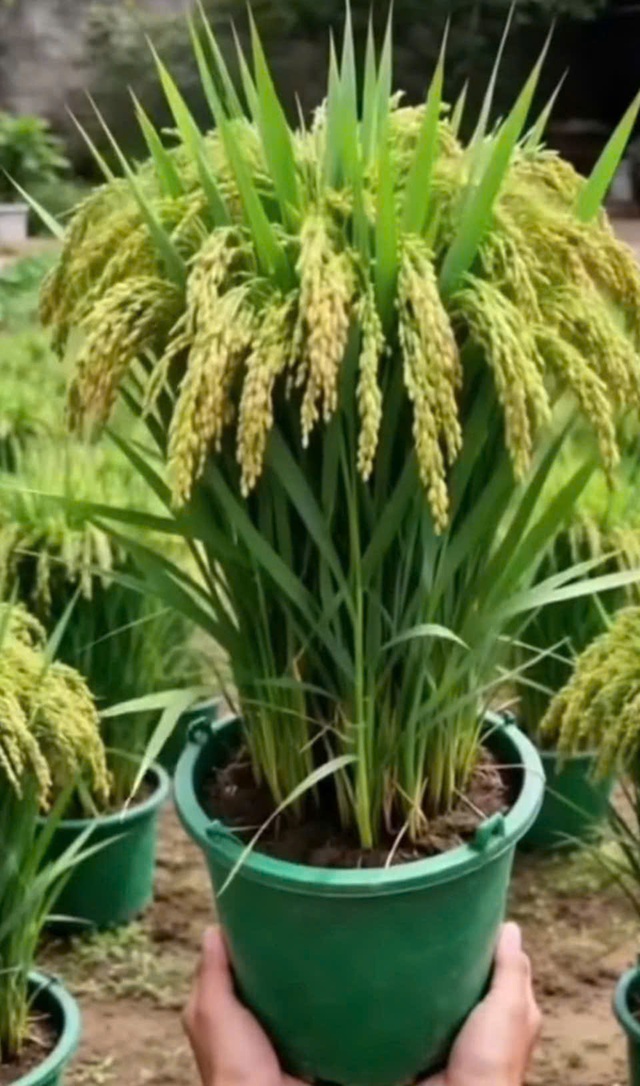 Vì sao nhiều người chưng chậu lúa dịp tết, có ý nghĩa gì?- Ảnh 2. Vì sao nhiều người chưng chậu lúa dịp tết, có ý nghĩa gì?- Ảnh 2.