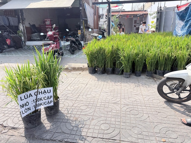 Vì sao nhiều người chưng chậu lúa dịp tết, có ý nghĩa gì?- Ảnh 1. Vì sao nhiều người chưng chậu lúa dịp tết, có ý nghĩa gì?- Ảnh 1.