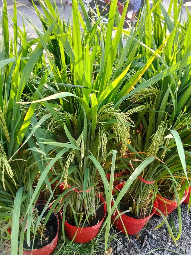 Vì sao nhiều người chưng chậu lúa dịp tết, có ý nghĩa gì?- Ảnh 4. Vì sao nhiều người chưng chậu lúa dịp tết, có ý nghĩa gì?- Ảnh 4.