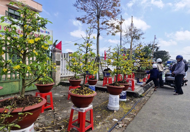 Chợ hoa 29 tết: Khi &aacute;p lực c&ocirc;ng việc v&agrave; t&acirc;m l&yacute; 'chờ gi&aacute; rẻ' gặp nhau - Ảnh 3.
