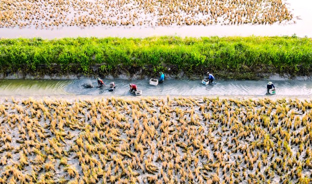 Cuối năm tr&uacute;ng lớn, n&ocirc;ng d&acirc;n Biển Bạch phấn khởi đ&oacute;n tết- Ảnh 1.