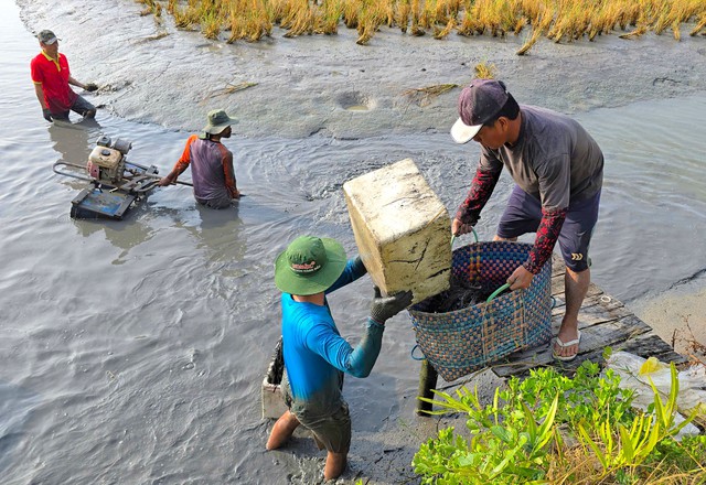 Cuối năm tr&uacute;ng lớn, n&ocirc;ng d&acirc;n Biển Bạch phấn khởi đ&oacute;n tết- Ảnh 3.