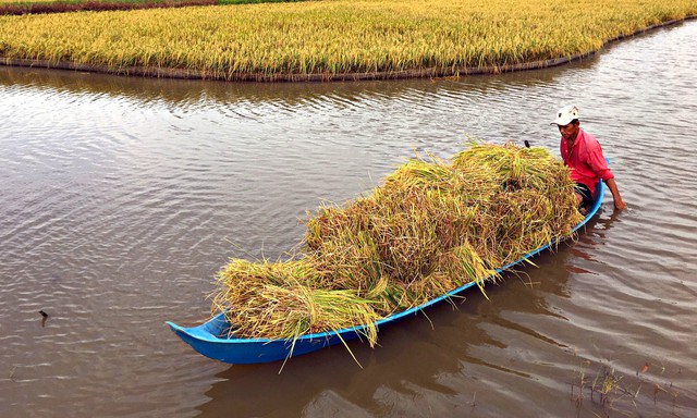 Cuối năm tr&uacute;ng lớn, n&ocirc;ng d&acirc;n Biển Bạch phấn khởi đ&oacute;n tết- Ảnh 6.