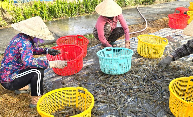 Cuối năm tr&uacute;ng lớn, n&ocirc;ng d&acirc;n Biển Bạch phấn khởi đ&oacute;n tết- Ảnh 5.