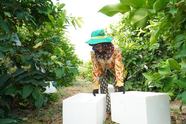 Vườn mận hồng S&acirc;n Ti&ecirc;n thu hoạch b&aacute;n tết, gi&aacute; ngất ngưởng vẫn đắt h&agrave;ng- Ảnh 4.