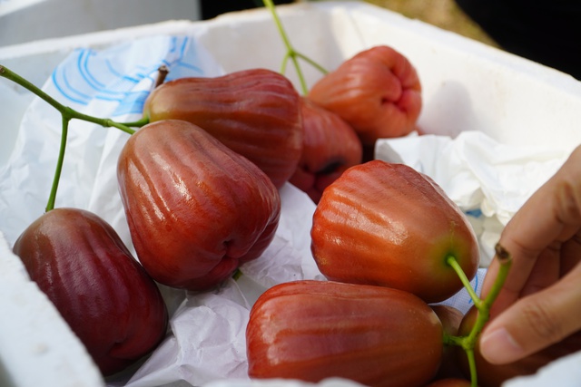 Vườn mận hồng S&acirc;n Ti&ecirc;n thu hoạch b&aacute;n tết, gi&aacute; ngất ngưởng vẫn đắt h&agrave;ng- Ảnh 5.