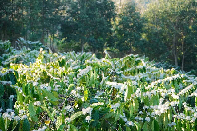 'M&ugrave;a hoa tuyết' ở Gia Lai- Ảnh 5.