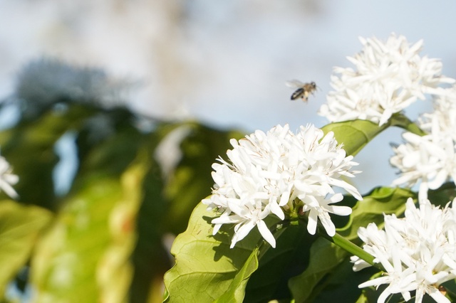 'M&ugrave;a hoa tuyết' ở Gia Lai- Ảnh 11.