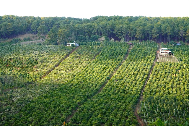 'M&ugrave;a hoa tuyết' ở Gia Lai- Ảnh 8.