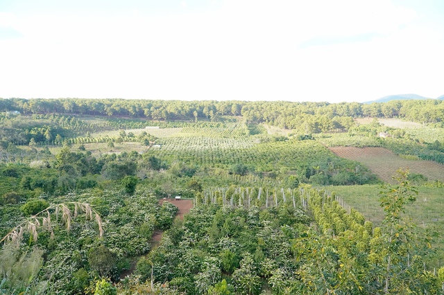 'M&ugrave;a hoa tuyết' ở Gia Lai- Ảnh 1.