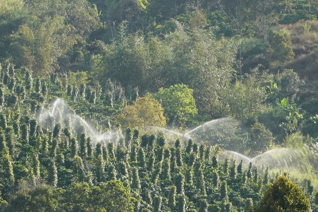 'M&ugrave;a hoa tuyết' ở Gia Lai- Ảnh 2.