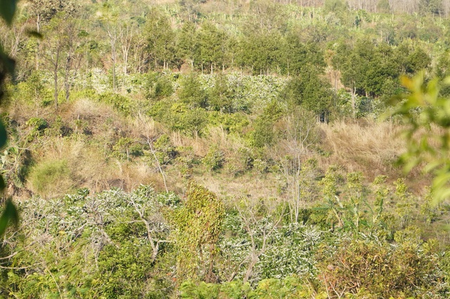 'M&ugrave;a hoa tuyết' ở Gia Lai- Ảnh 4.