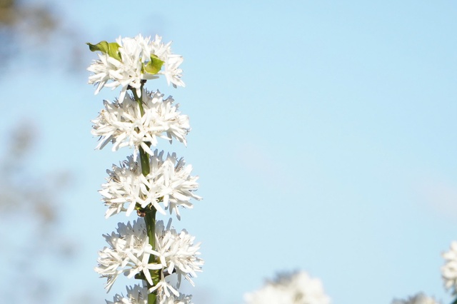 'M&ugrave;a hoa tuyết' ở Gia Lai- Ảnh 7.