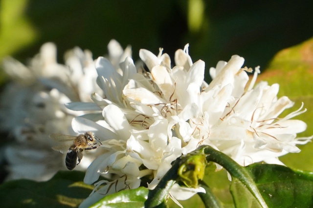 'M&ugrave;a hoa tuyết' ở Gia Lai- Ảnh 12.