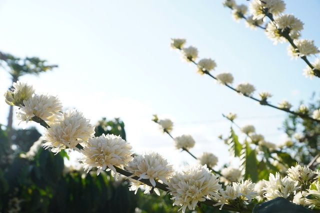 'M&ugrave;a hoa tuyết' ở Gia Lai- Ảnh 10.