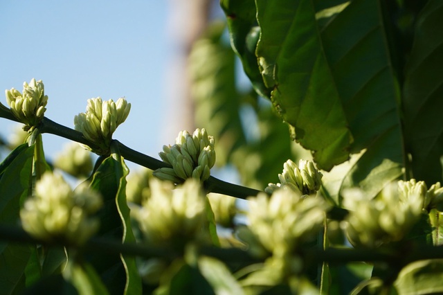 'M&ugrave;a hoa tuyết' ở Gia Lai- Ảnh 3.