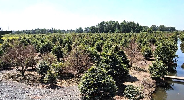 Người trồng mai B&igrave;nh Lợi lo lắng v&igrave; mai v&agrave;ng ế ẩm, vận chuyển kh&oacute; khăn - Ảnh 3.