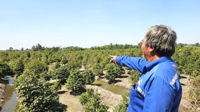 Người trồng mai B&igrave;nh Lợi lo lắng v&igrave; mai v&agrave;ng ế ẩm, vận chuyển kh&oacute; khăn - Ảnh 4.